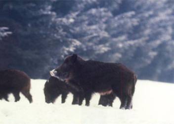 Wildschweine im Vogelsberger Winter